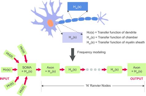 Frequency-domain open loop model for neuron for N Nodes of Ranvier ...