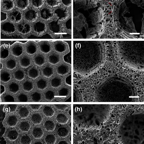 Fabrication Process Of Hydrogel And Aerogel Scaffold Download Scientific Diagram