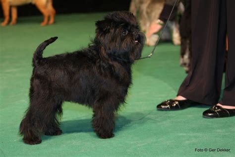 Affenpinscher Donner Adoption Et Rescues Qu Bec