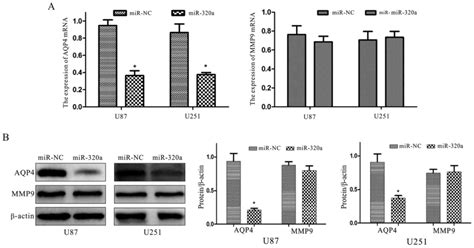 Mirna 320a Inhibits Glioma Cell Invasion And Migration By Directly