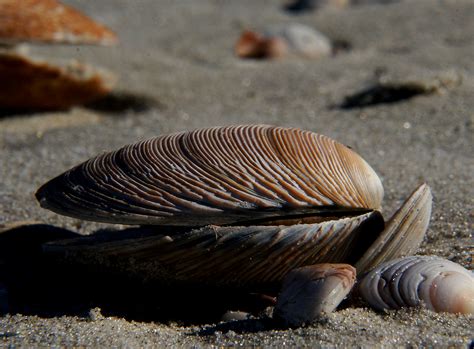 Free Images Beach Sand Rock Wood Wildlife Fauna Material