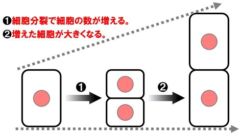 【中3理科】細胞分裂と生物の成長のポイント Examee