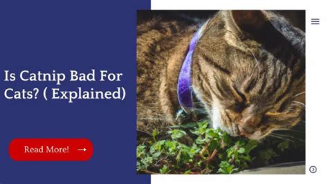 Is Catnip Bad For Cats? ( Explained)