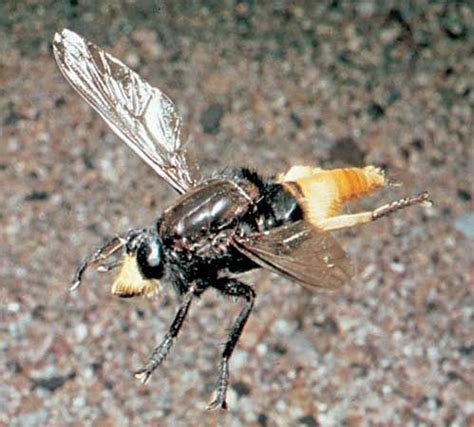 Robber fly | Predator, Prey & Parasite | Britannica