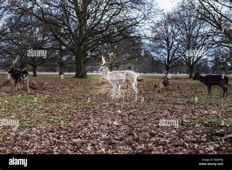 Stunning Fallow Deer Bushy Park Uk Stock Photo Alamy