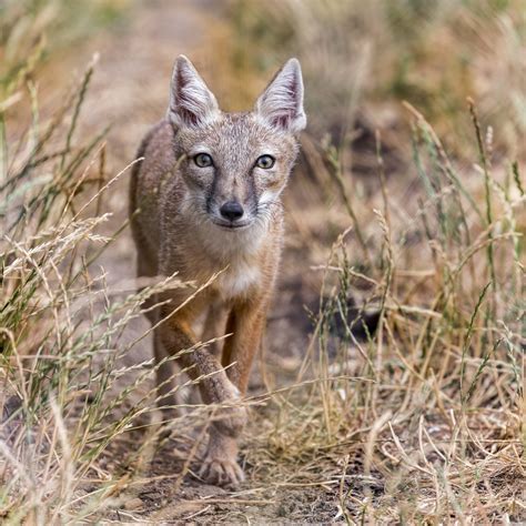 Corsac Fox 14 7 22 Hamerton Zoochat