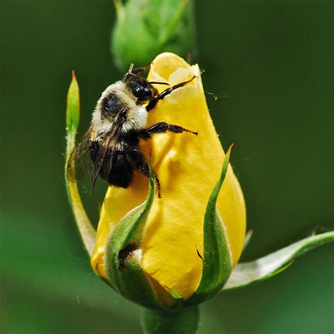 Bumble Bee On Rose by Michael Peychich