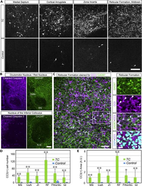 Isoform Requirement Of Clustered Protocadherin For Preventing Neuronal