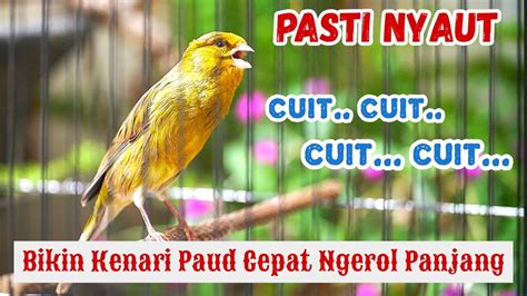 Kenari Gacor Cuit Cuit Ngerol Panjang Pancingan Kenari Paud Agar