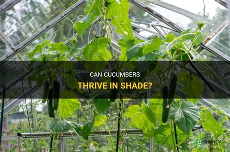 Can Cucumbers Thrive In Shade Shuncy