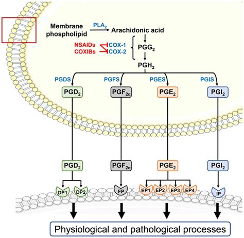 Differential Roles Of Prostaglandin E Type Receptors - vrogue.co