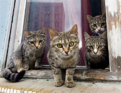 How To Tell The Sex Of A Kitten In Simple Steps Cats