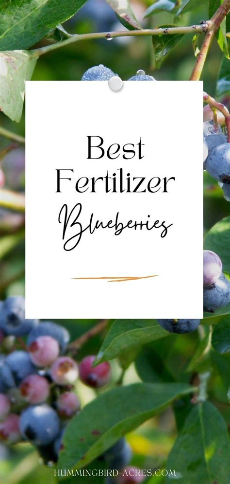 Fertilizing Your Blueberry Bushes Blueberry Plant Blueberry Fertilizer Organic Gardening Tips