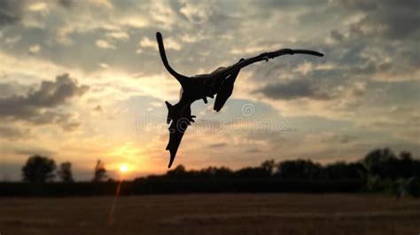 518 Flying Dinosaur Silhouette Stock Photos - Free & Royalty-Free Stock ...