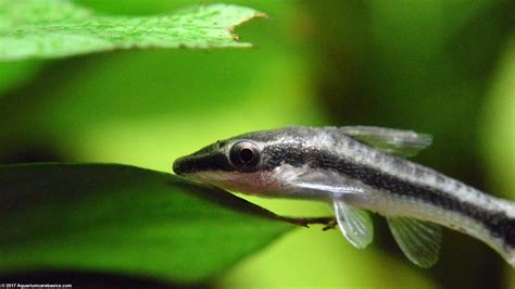 Otocinclus Catfish Care Food Size And Algae Eating Video