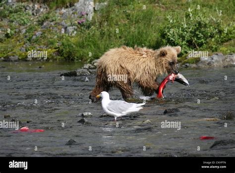 Brown Bear Grizzly Bear Grizzly Ursus Arctos Horribilis Walking In