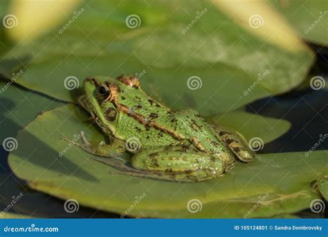 A Green Frog Sitting In The Pond Full Of Water Lilies Stock Image