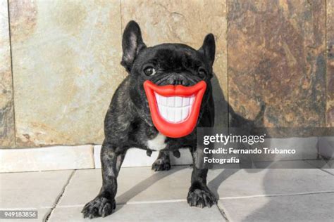 Funny Dog Teeth Photos And Premium High Res Pictures Getty Images