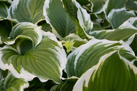 The Most Desirable Hostas For Your Shade Garden The Habitat