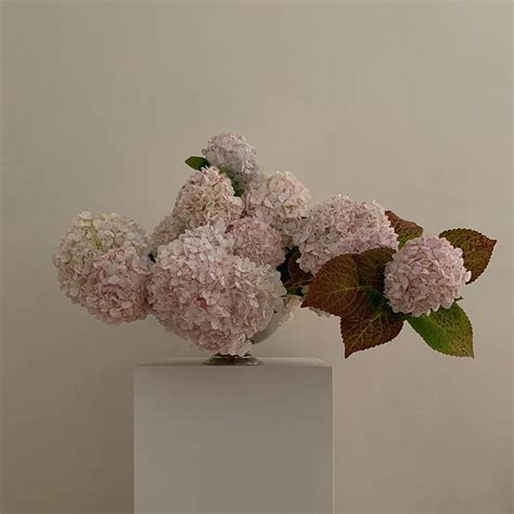 Lisa Cooper Doctorcooper Instagram Photos And Videos Hydrangea