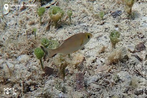 Snorkeling in Tuerredda Beach (Spiaggia di Tuerreda) | Snorkeling in ...