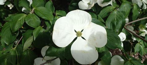 Kew Gardens Cornus John Steedman Flickr