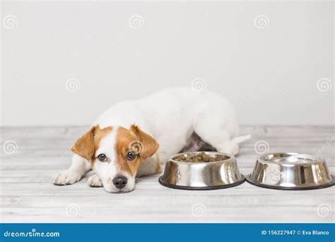 Cute Small Dog Sitting And Waiting To Eat His Bowl Of Dog Food Pets