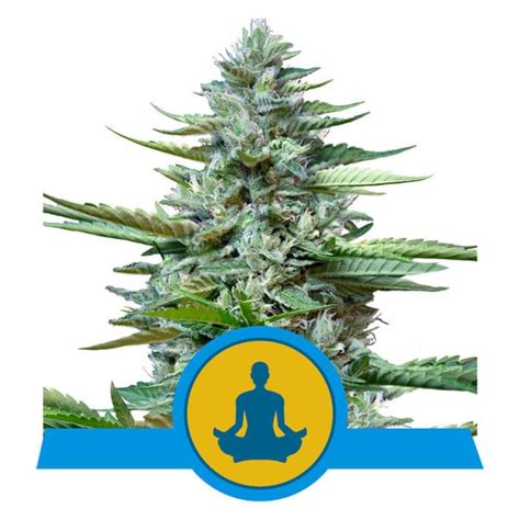 Buy Stress Killer Cbd Auto Feminized Seeds By Royal Queen Seeds In