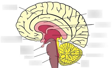 Diagram Of Brain Structure Biology A Level Quizlet