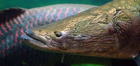 Giant Air Breathing Fish Found In The Amazon Unexplained Mysteries