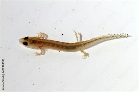 Side View Of A Southern Two Lined Salamander Eurycea Cirrigera Larva