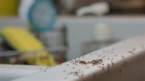 How To Get Rid Of Ants With Vinegar Repellent Sprays And More Real Homes