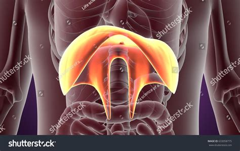 3d Illustration Human Diaphragm Respiratory System Stock Illustration