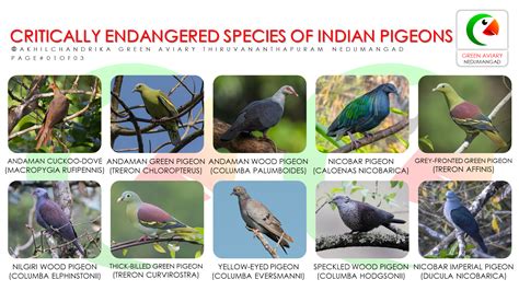 Critically Endangered Species Aviary Pigeon Study Indian List