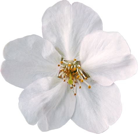 Transparent White Flower Png Clipart White Flower Png White Flowers