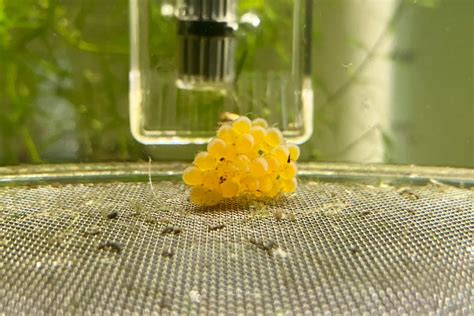 Pleco Fish Eggs Appearance Care Hatching Time More Pet Fish