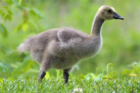 Goose And Gosling
