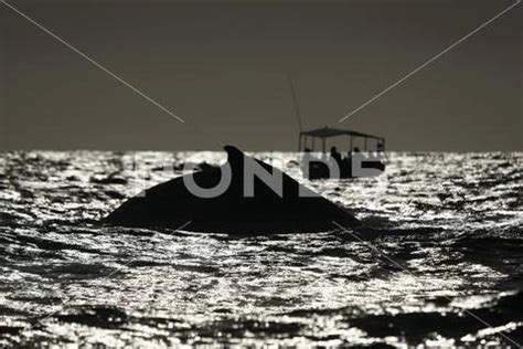 An humpback whale while diving at sunset in front of whale watching boat in c ~ Premium Photo ...