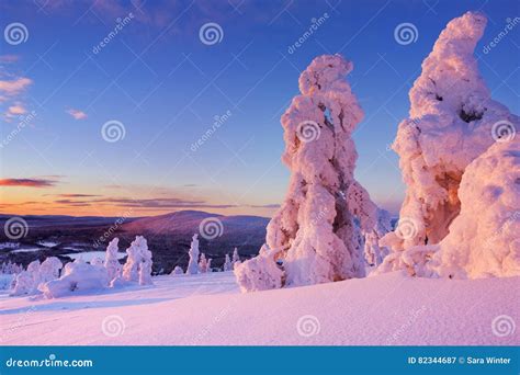 Por Do Sol Sobre Rvores Congeladas Em Uma Montanha Lapland Finland S