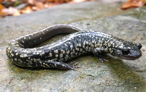 White-Spotted Slimy Salamander | Virginia DWR