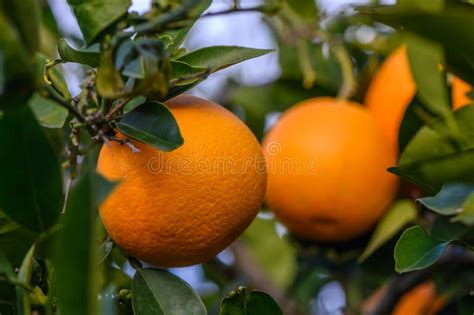 Orange Citrus Plantations With Rows Of Orange Trees New Harvest Of Sweet Juicy Oranges 6 Stock