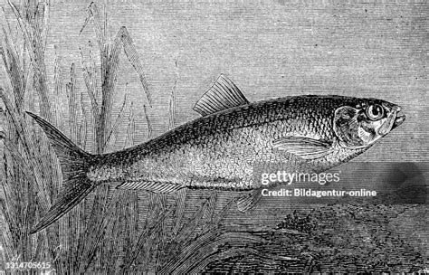 196 Shad Fish Stock Photos High Res Pictures And Images Getty Images