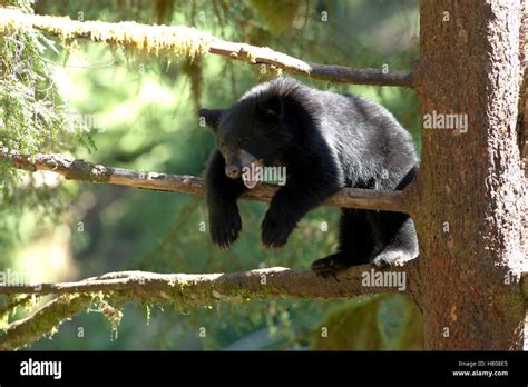 L Ours Noir Ursus Americanus Cub Appelant Dans L Arbre Le Long D Anan