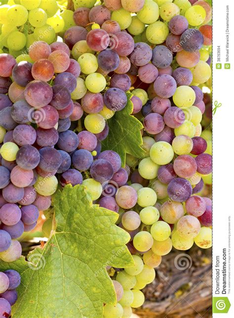 Uvas Para Vinho Prontas Para A Colheita Foto De Stock Imagem De