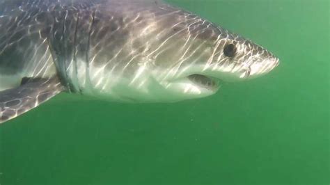 Baby great white shark amazes beachgoers in Monterey