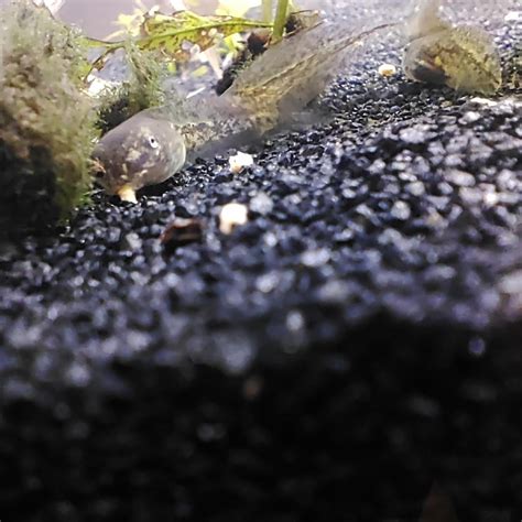 Tadpole Identification Rherpetology