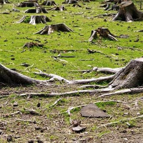 Tala De Rboles Impacto Ambiental Colombia Verde