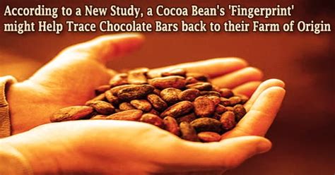 According To A New Study A Cocoa Bean S Fingerprint Might Help Trace