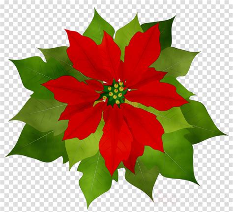 Free Poinsettia Flower Cliparts Download Free Poinsettia Flower