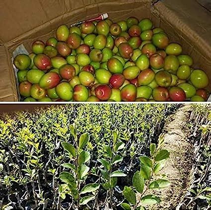 Maan Organic Farms Red Sundari Apple Ber Plant Ft Grafted Pack Of